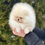 Jester-male-Pomeranian-puppy-for-sale-2
