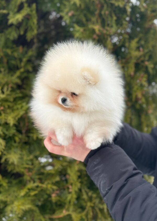 Jester Pomeranian Jester Pomeranian