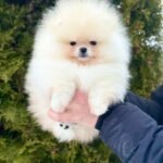 Jester-male-Pomeranian-puppy-for-sale-3