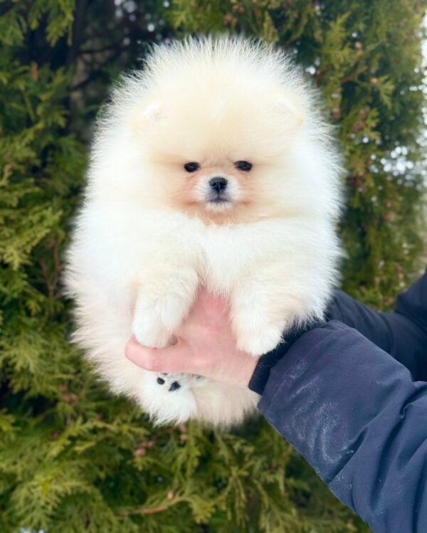 Jester Pomeranian Jester Pomeranian