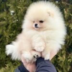 Jester-male-Pomeranian-puppy-for-sale-4