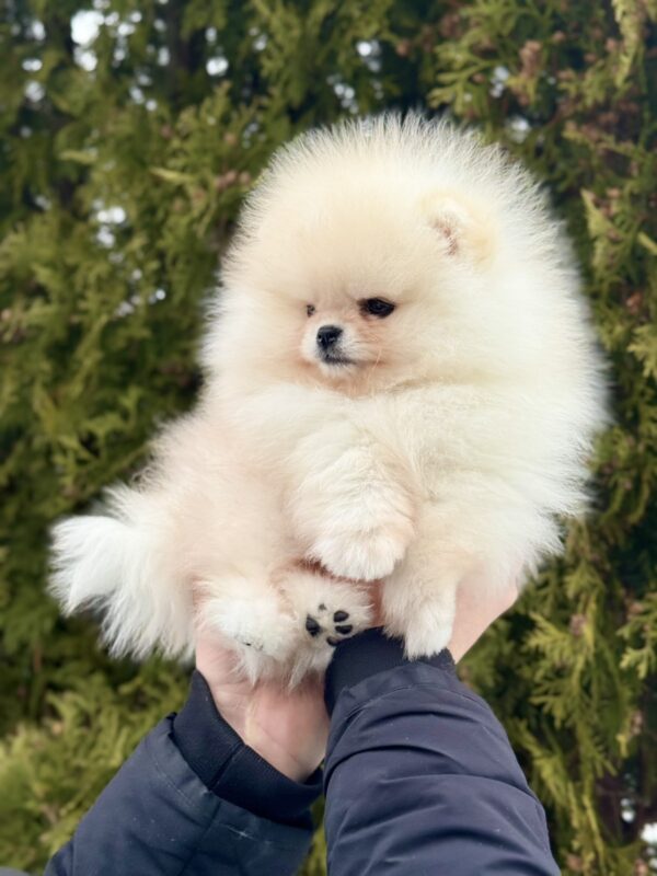 Jester Pomeranian Jester Pomeranian