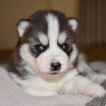 Jinglebell-female-Siberian-husky-puppy-for-sale-1