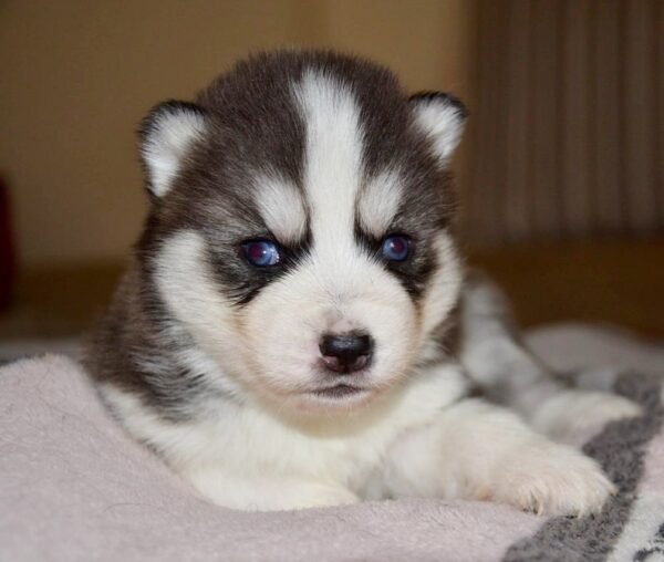 Jinglebell Siberian Husky Jinglebell Siberian Husky