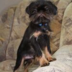 Joffre-female-Belgian-griffin-puppy-for-sale-1 (1)