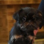 Joffre-female-Belgian-griffin-puppy-for-sale-1 (2)