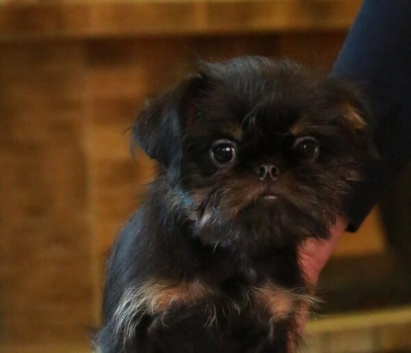 Joffre Belga Griffon Joffre Belga Griffon