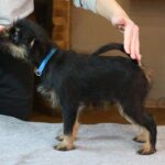 Joffre-female-Belgian-griffin-puppy-for-sale-1 (3)