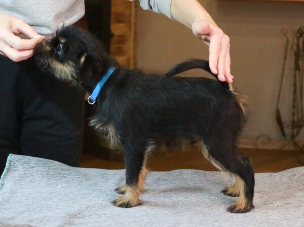 Joffre Belga Griffon Joffre Belga Griffon