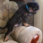 Joffre-female-Belgian-griffin-puppy-for-sale-1 (4)
