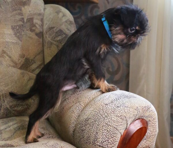 Joffre Belga Griffon Joffre Belga Griffon