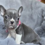 Joyce-female-french-bulldog-puppy-for-sale-1 (1)