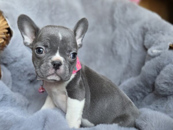 Joyce French Bulldog Joyce French Bulldog