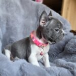 Joyce-female-french-bulldog-puppy-for-sale-1 (2)