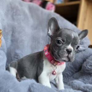 Joyce French Bulldog Joyce French Bulldog