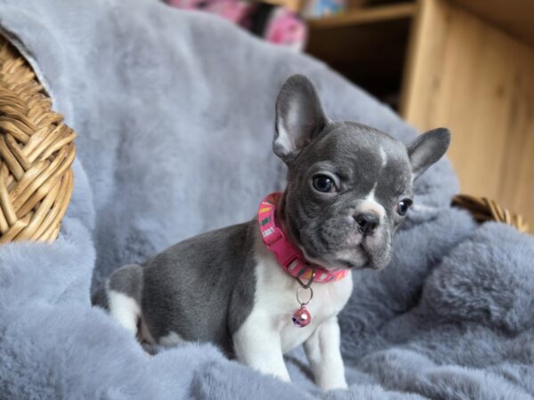 Joyce French Bulldog Joyce French Bulldog