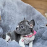 Joyce-female-french-bulldog-puppy-for-sale-1 (4)