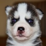 Jubilee-female-Siberian-husky-puppy-for-sale-1
