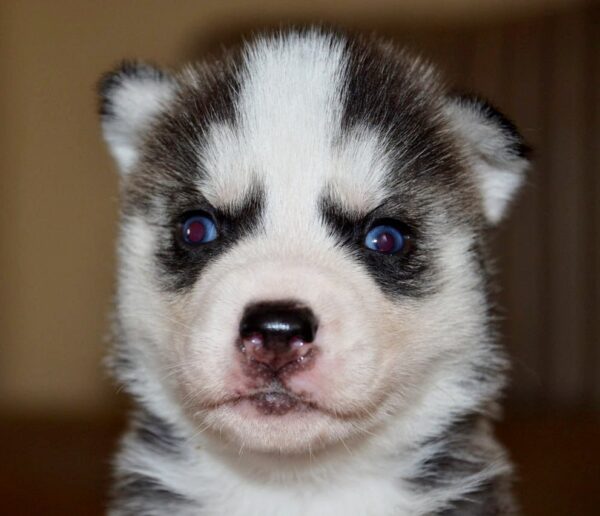 Jubilee Siberian Husky Jubilee Siberian Husky