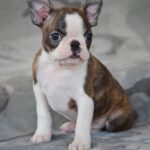 Judith-Boston-female-puppy-for-sale-1