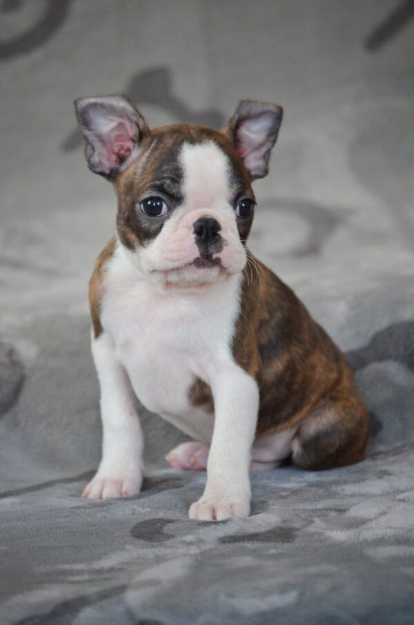 Judith Boston Terrier Judith Boston Terrier