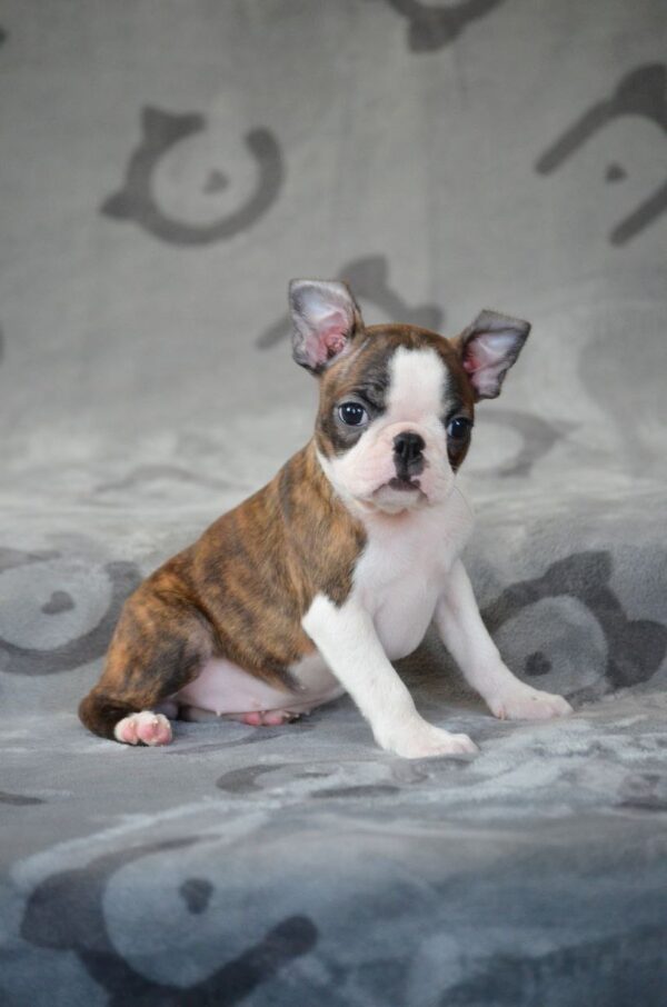 Judith Boston Terrier Judith Boston Terrier