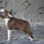 Judith-Boston-female-puppy-for-sale-3