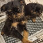 Judith-female-Belgian-griffin-puppy-for-sale-1 (2)