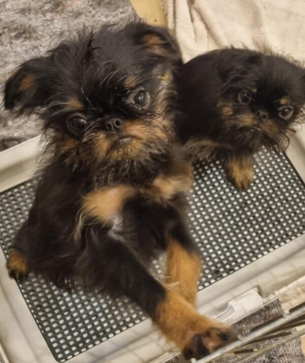 Judit Belga Griffon Judit Belga Griffon