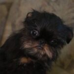 Judith-female-Belgian-griffin-puppy-for-sale-1 (3)