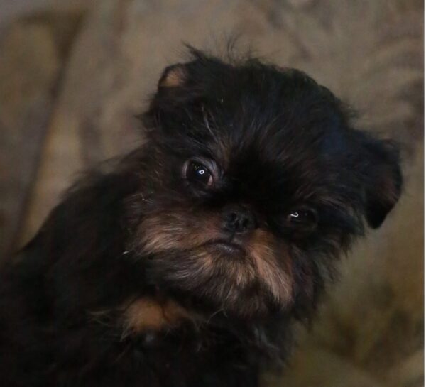 Judit Belga Griffon Judit Belga Griffon