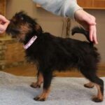 Judith-female-Belgian-griffin-puppy-for-sale-1 (4)