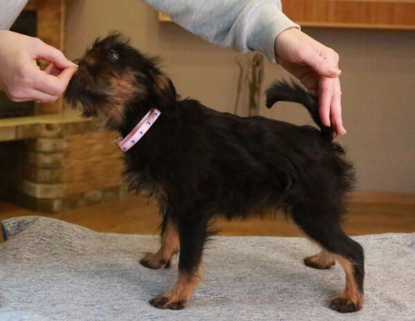 Judit Belga Griffon Judit Belga Griffon