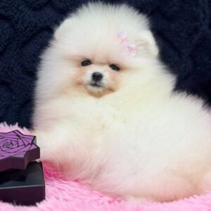 Juicy Pomeranian Juicy Pomeranian