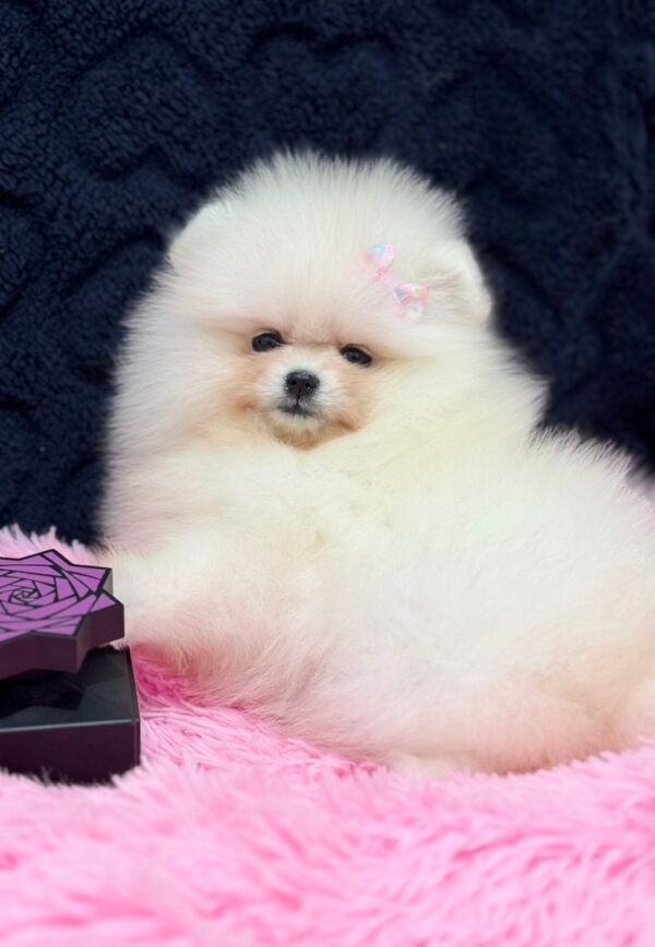 Juicy Pomeranian Juicy Pomeranian