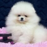 Juicy-female-Pomeranian-puppy-for-sale-2