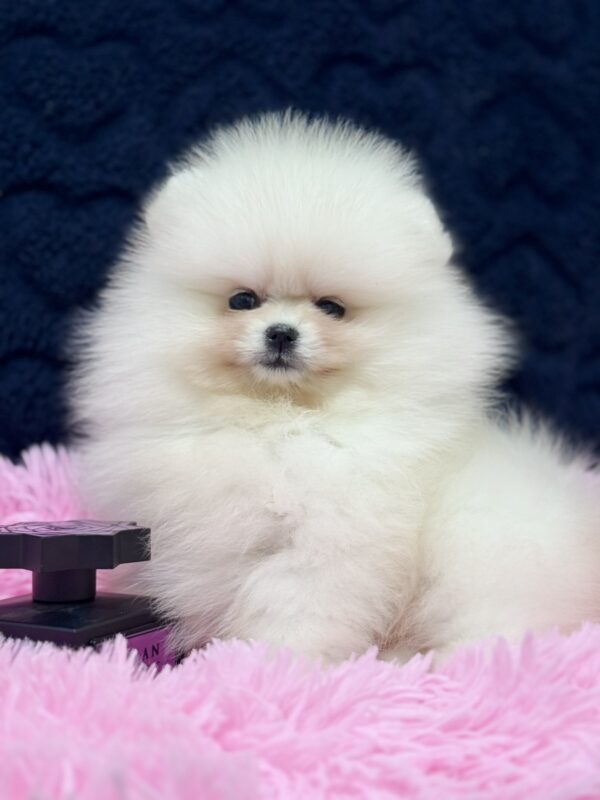 Juicy Pomeranian Juicy Pomeranian