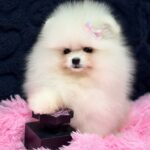 Juicy-female-Pomeranian-puppy-for-sale-3