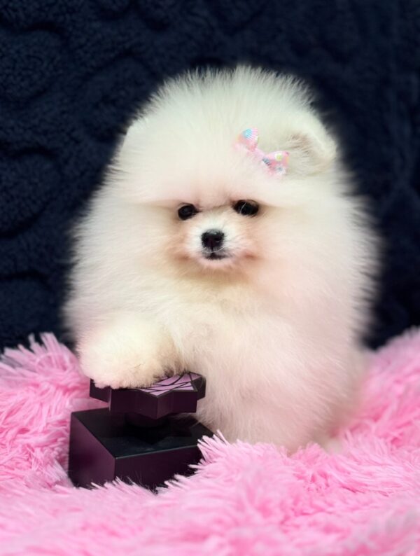 Juicy Pomeranian Juicy Pomeranian