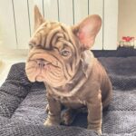 Juliet-female-French-bulldog-puppy-for-sale-1