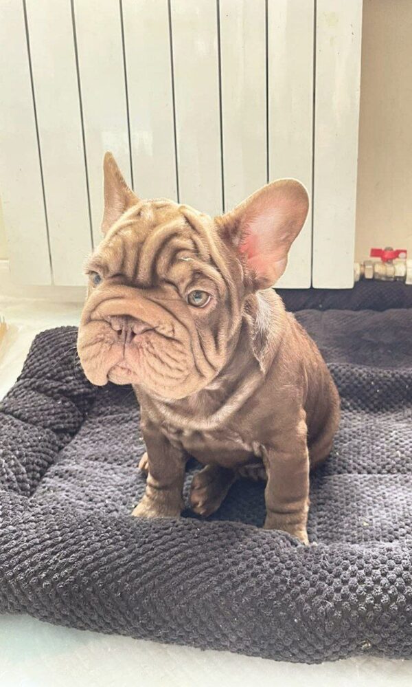 Juliet Big Rope French Bulldog Juliet Big Rope French Bulldog