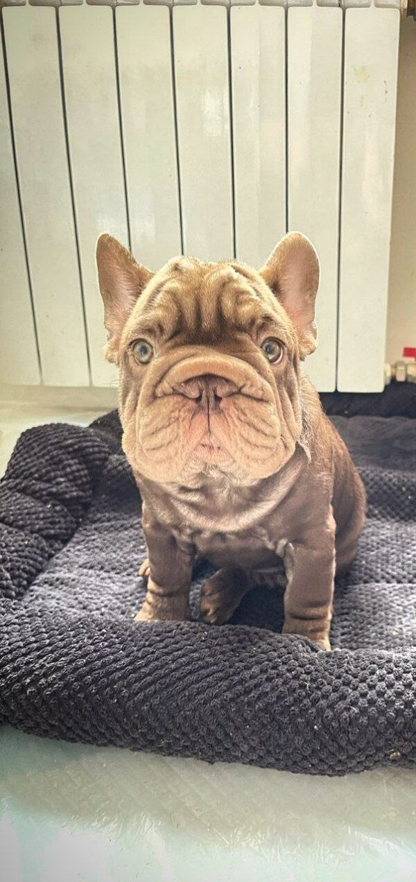 Juliet Big Rope French Bulldog Juliet Big Rope French Bulldog