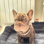 Juliet-female-French-bulldog-puppy-for-sale-3