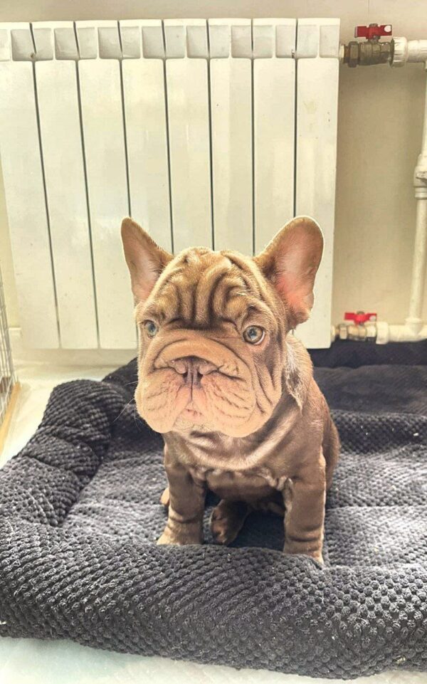 Juliet Big Rope French Bulldog Juliet Big Rope French Bulldog