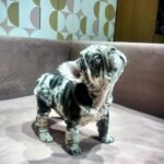 June-female-French-bulldog-puppy-for-sale-1