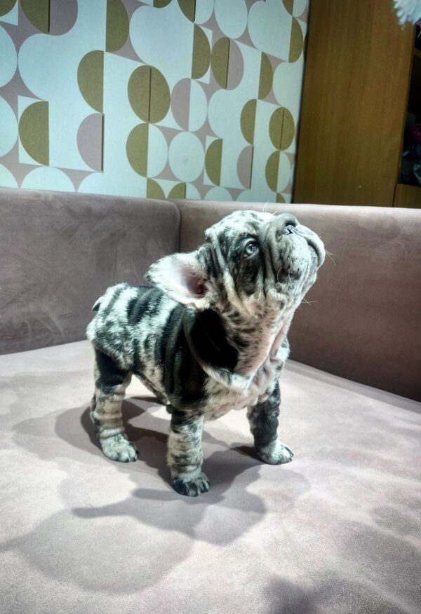 June Big Rope French Bulldog June Big Rope French Bulldog