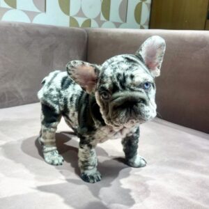 June Big Rope French Bulldog June Big Rope French Bulldog