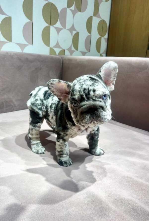 June Big Rope French Bulldog June Big Rope French Bulldog