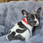 Jusya-female-french-bulldog-puppy-for-sale-1 (1)