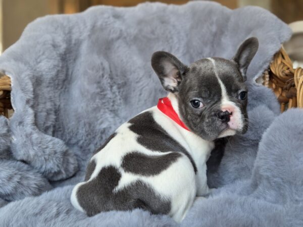 Jusya French Bulldog Jusya French Bulldog